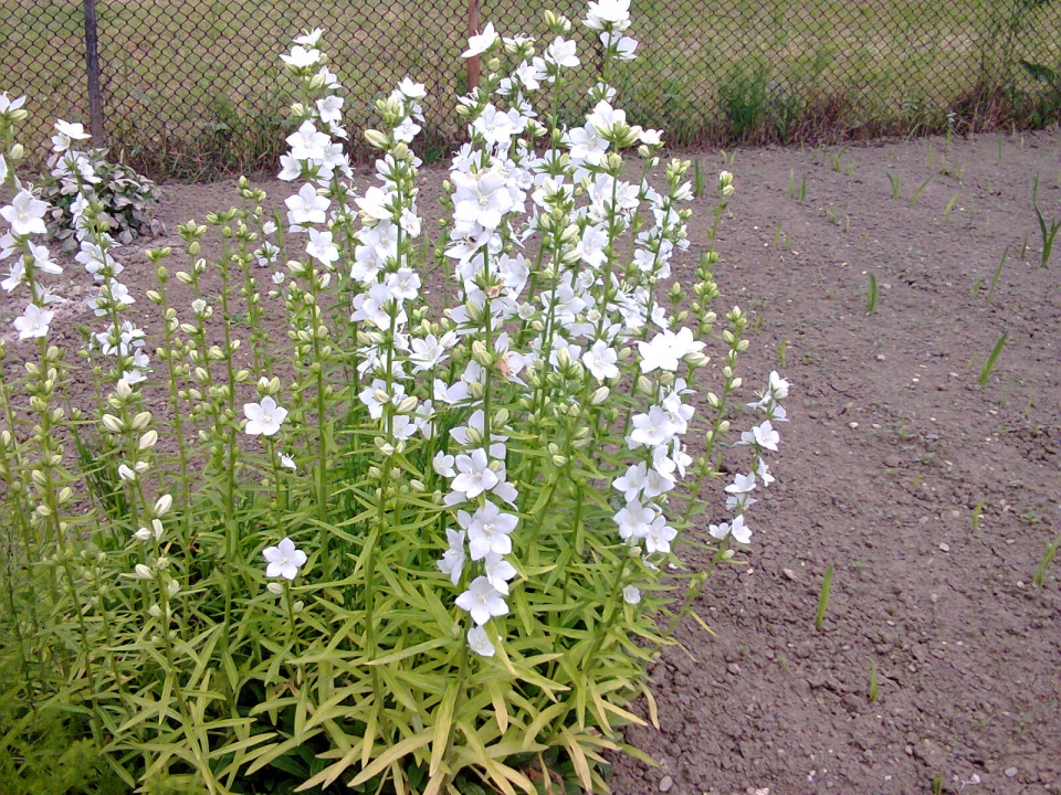 Campanula persicifolia