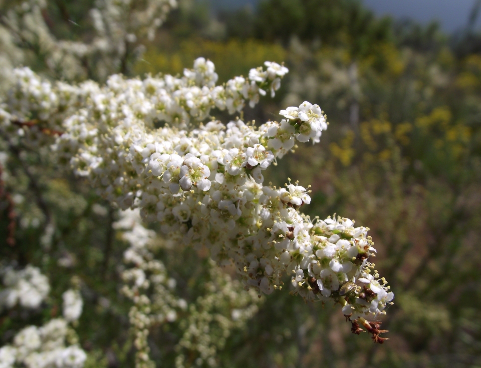 Adenostoma fasciculatum