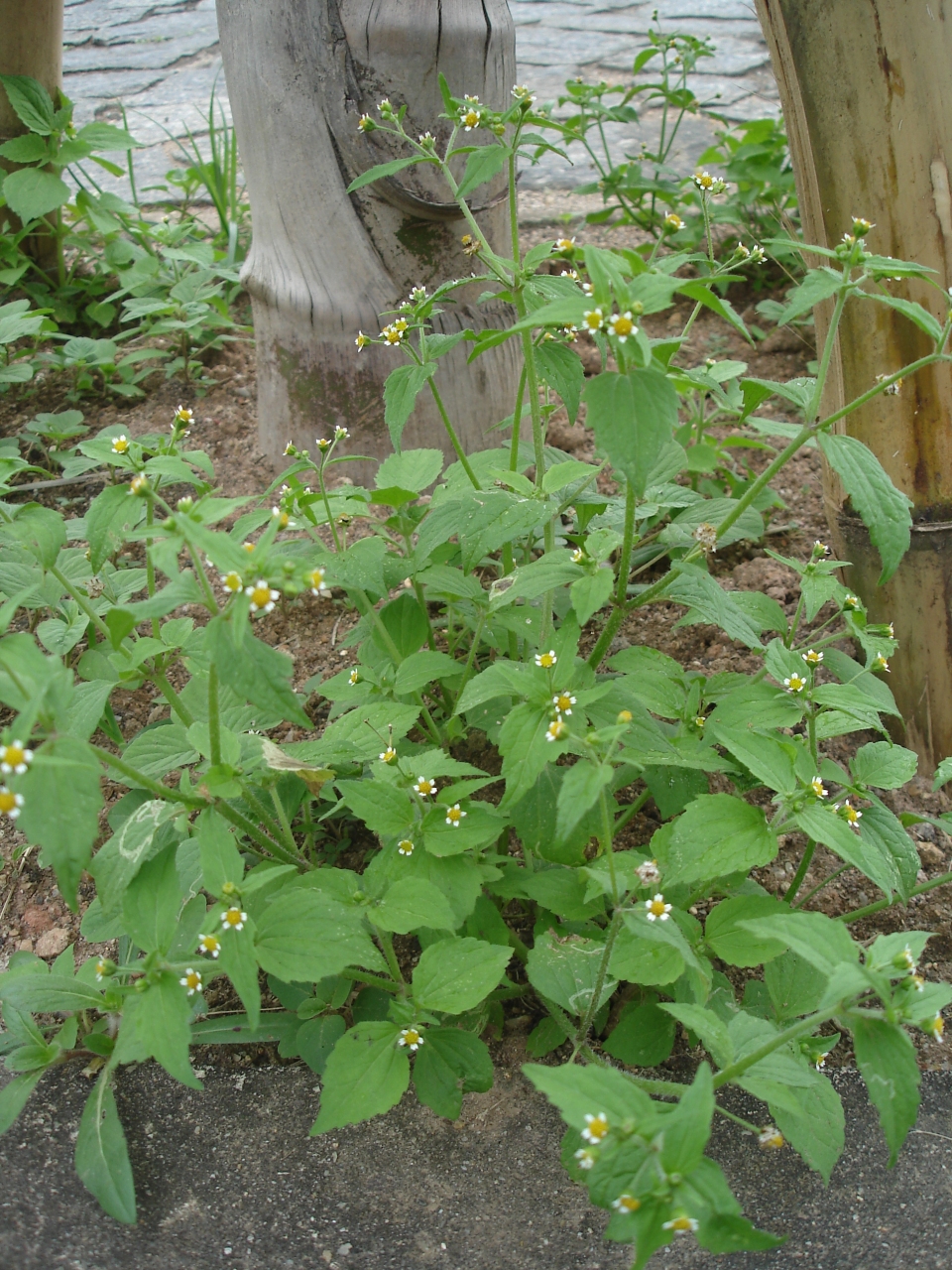 Galinsoga parviflora