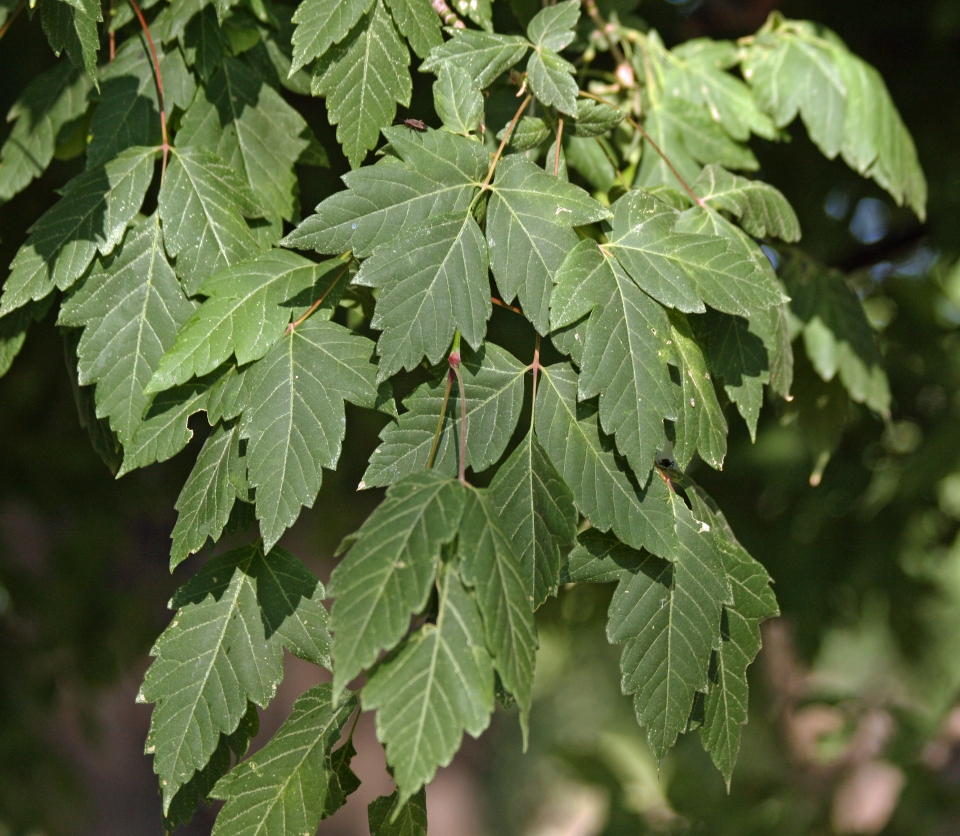 Acer negundo