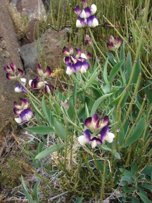 Lathyrus magellanicus