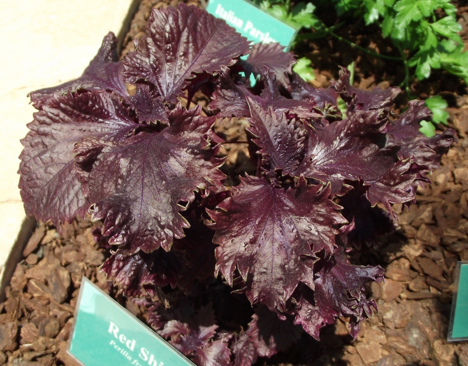 Perilla frutescens nankinensis