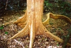 Backhousia sciadophora