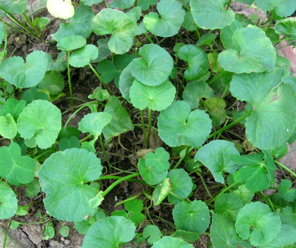 Centella asiatica