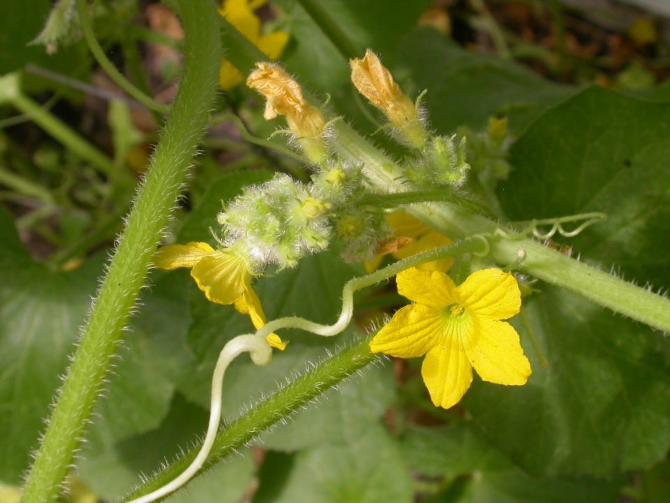 Cucumis melo flexuosus