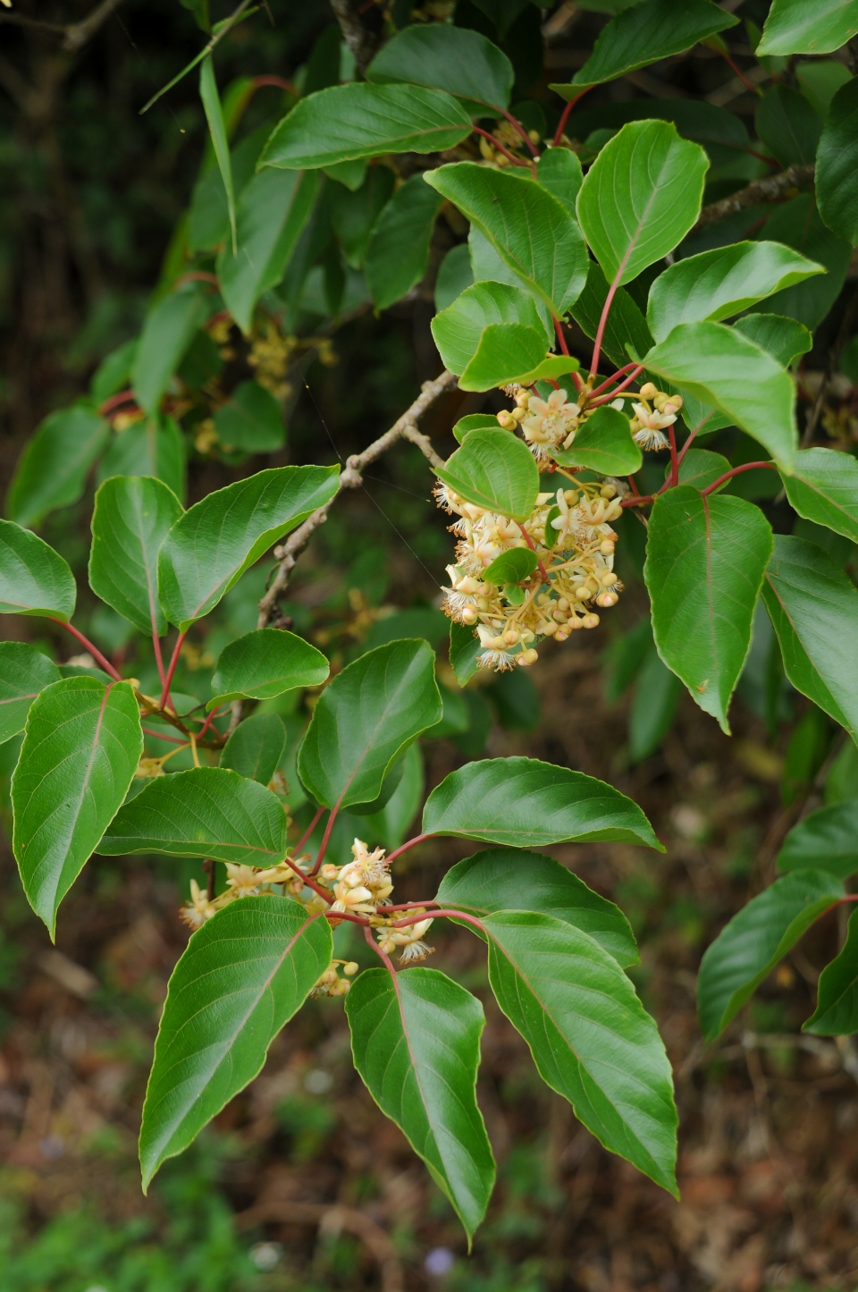 Actinidia rufa