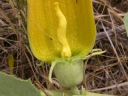 Cucurbita foetidissima