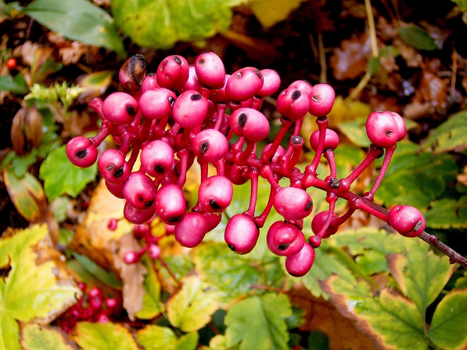 Actaea pachypoda