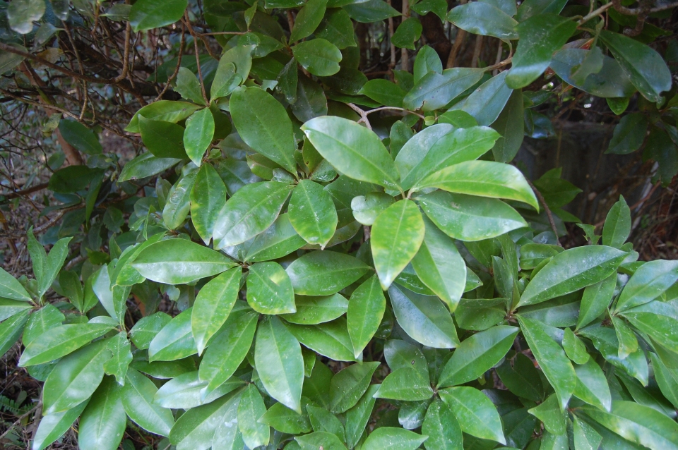 Ardisia sieboldii