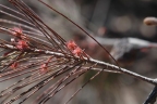 Allocasuarina torulosa