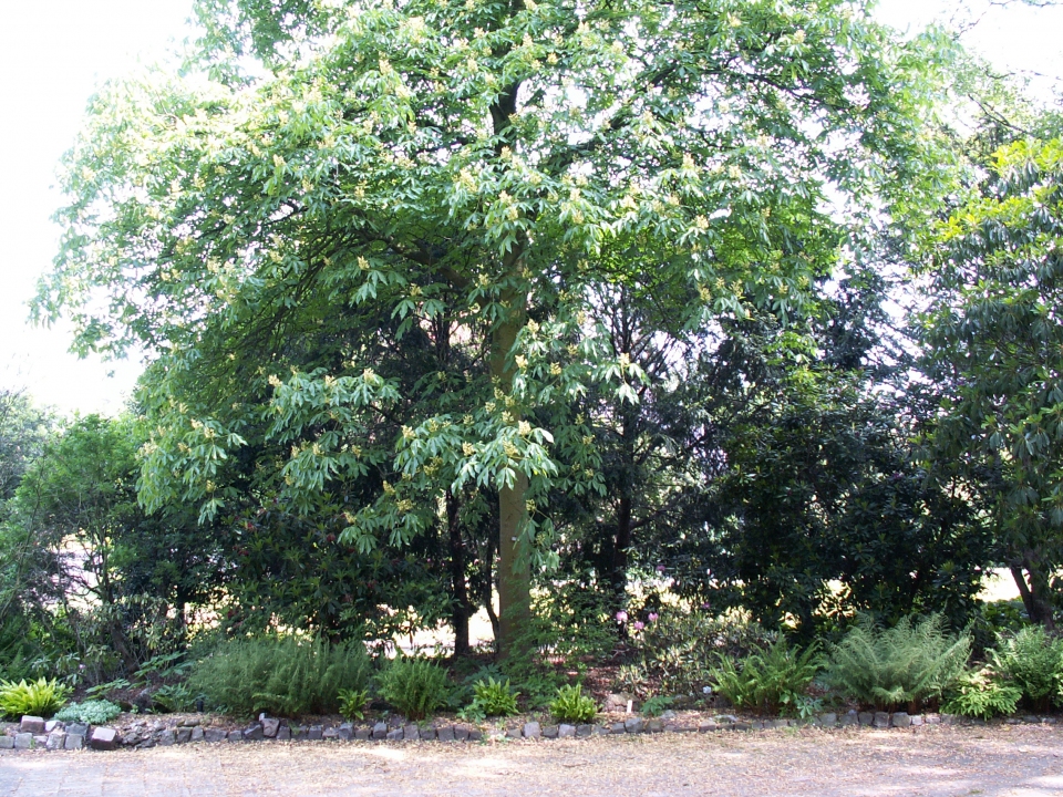 Aesculus pavia