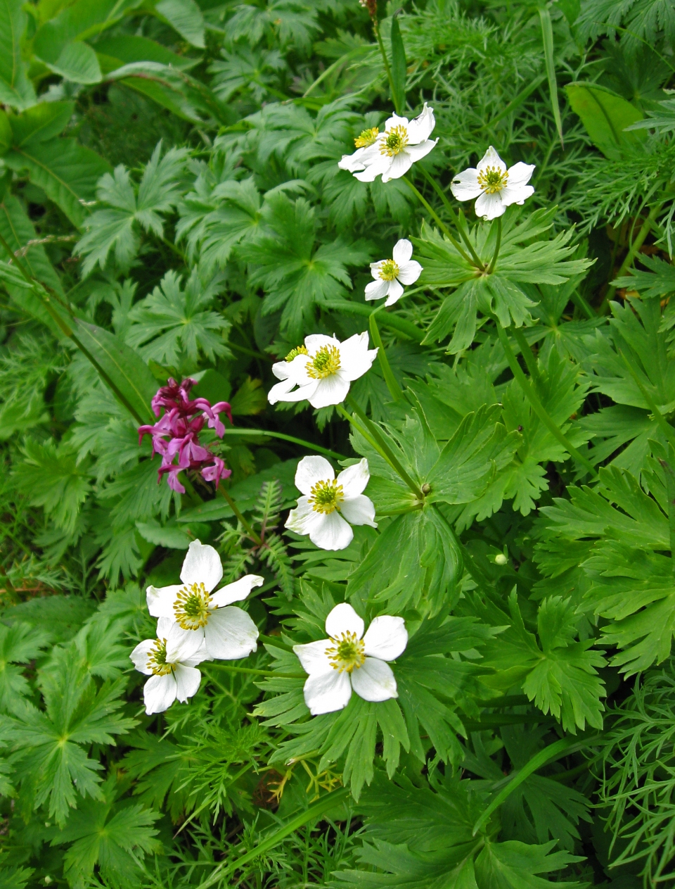 Anemone narcissiflora