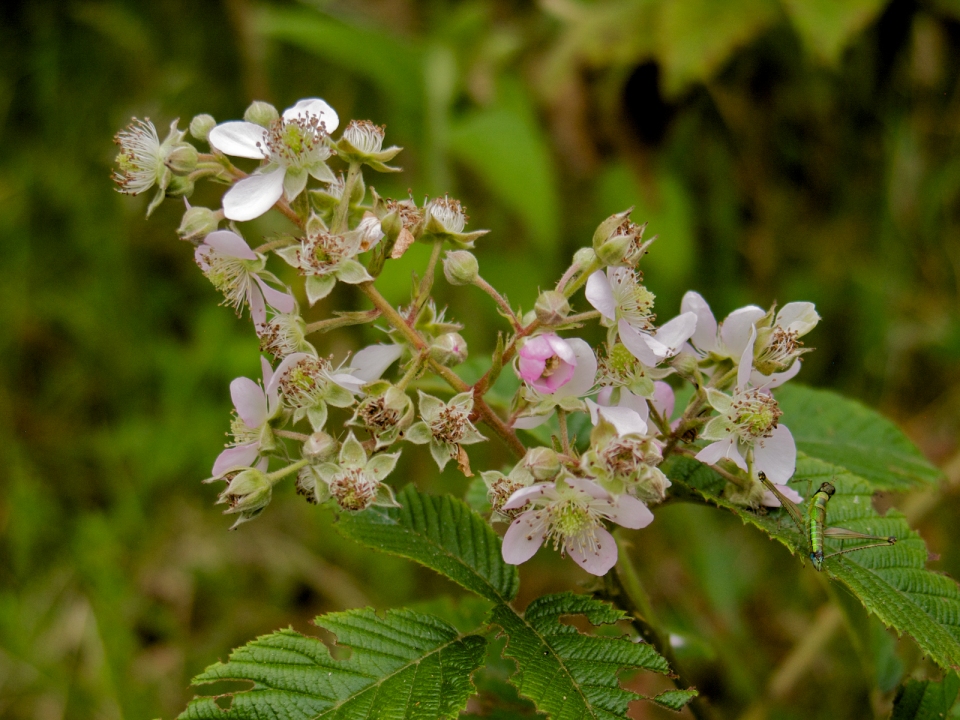 Rubus glaucus