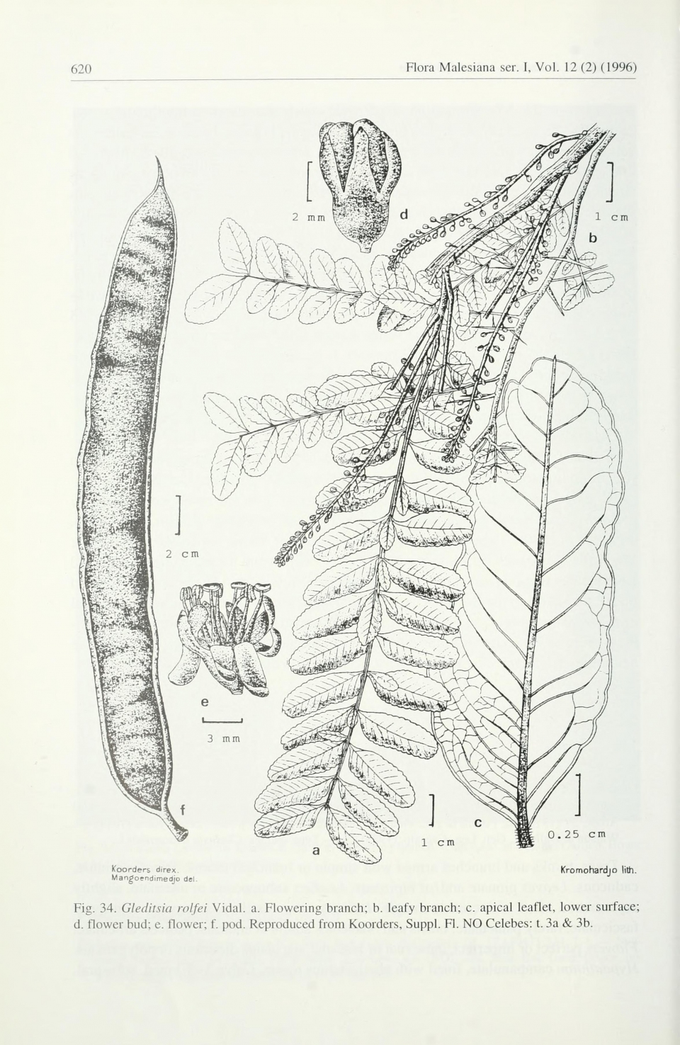 Gleditsia fera