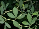 Baptisia lactea