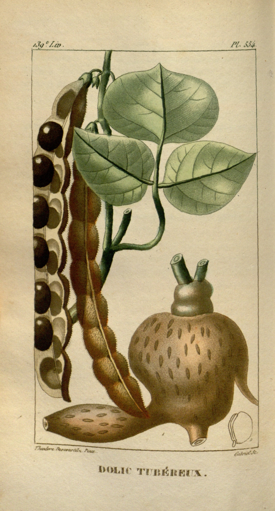 Pachyrhizus tuberosus
