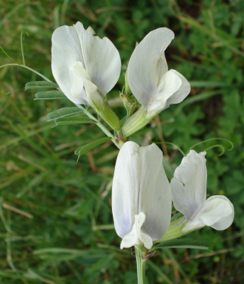 Vicia grandiflora