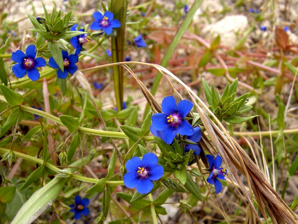 Anagallis arvensis