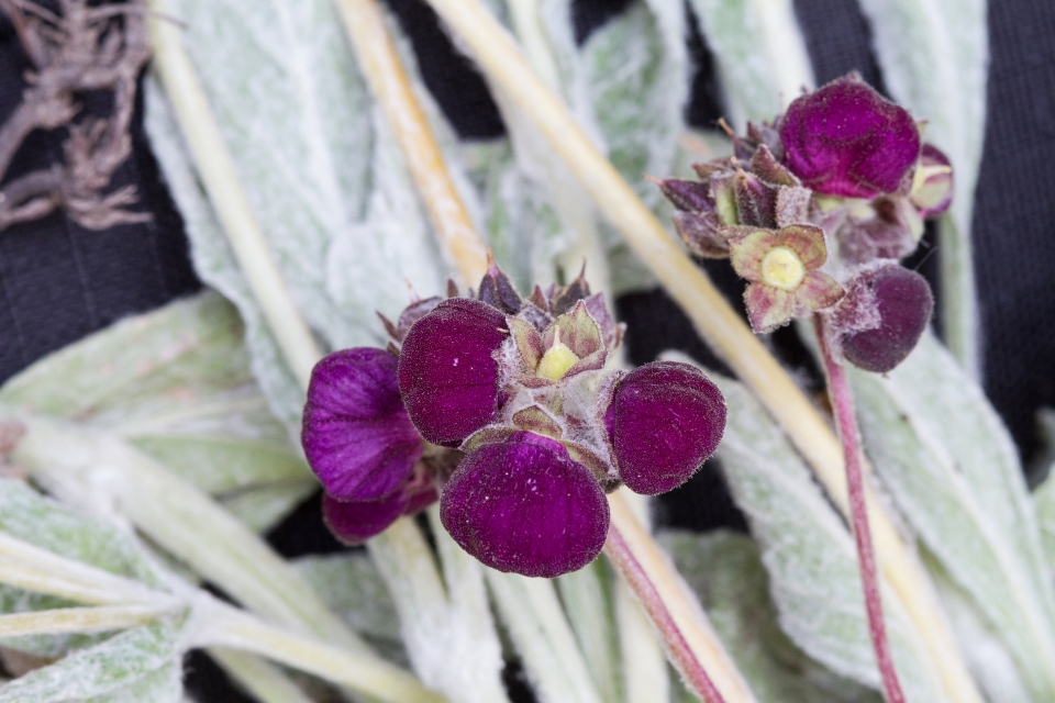 Calceolaria arachnoidea