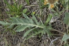 Balsamorhiza incana