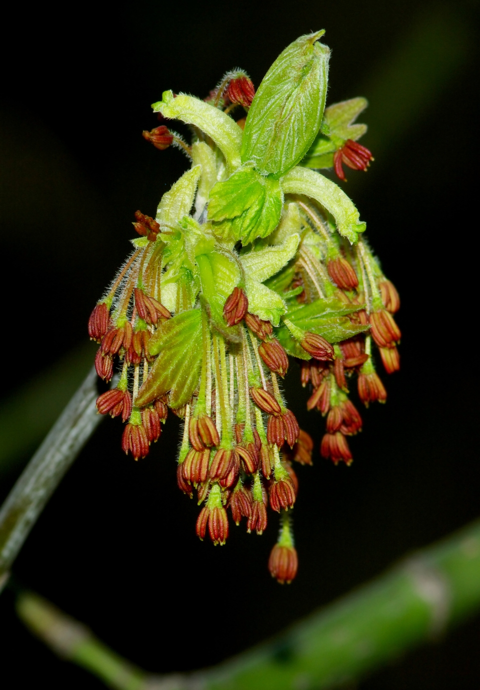 Acer negundo