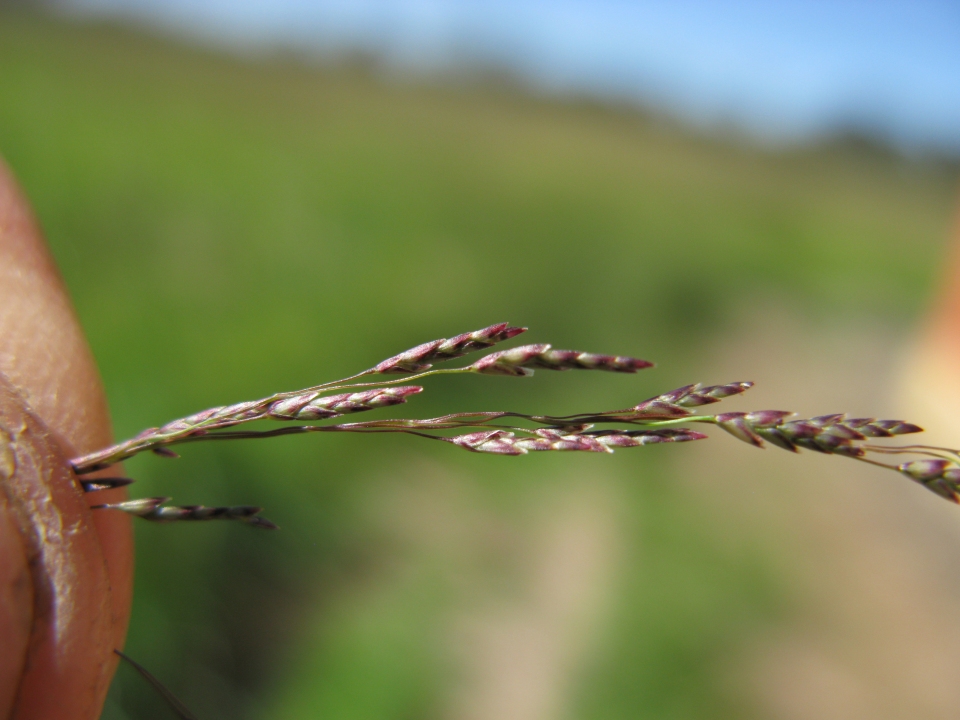 Eragrostis pilosa