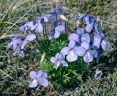 Viola pedata