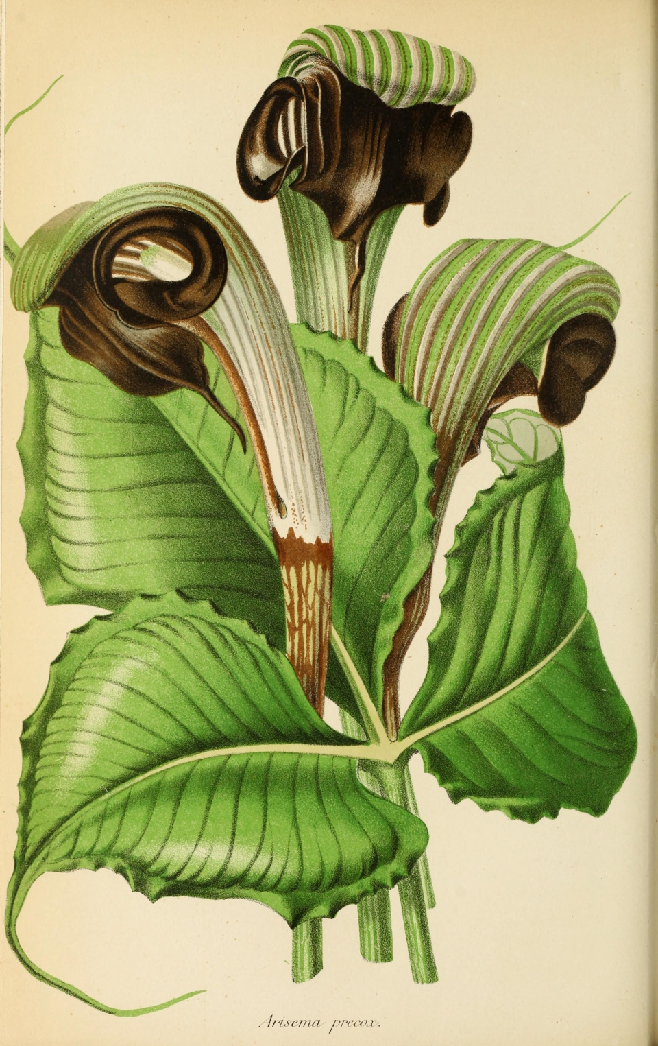 Arisaema ringens