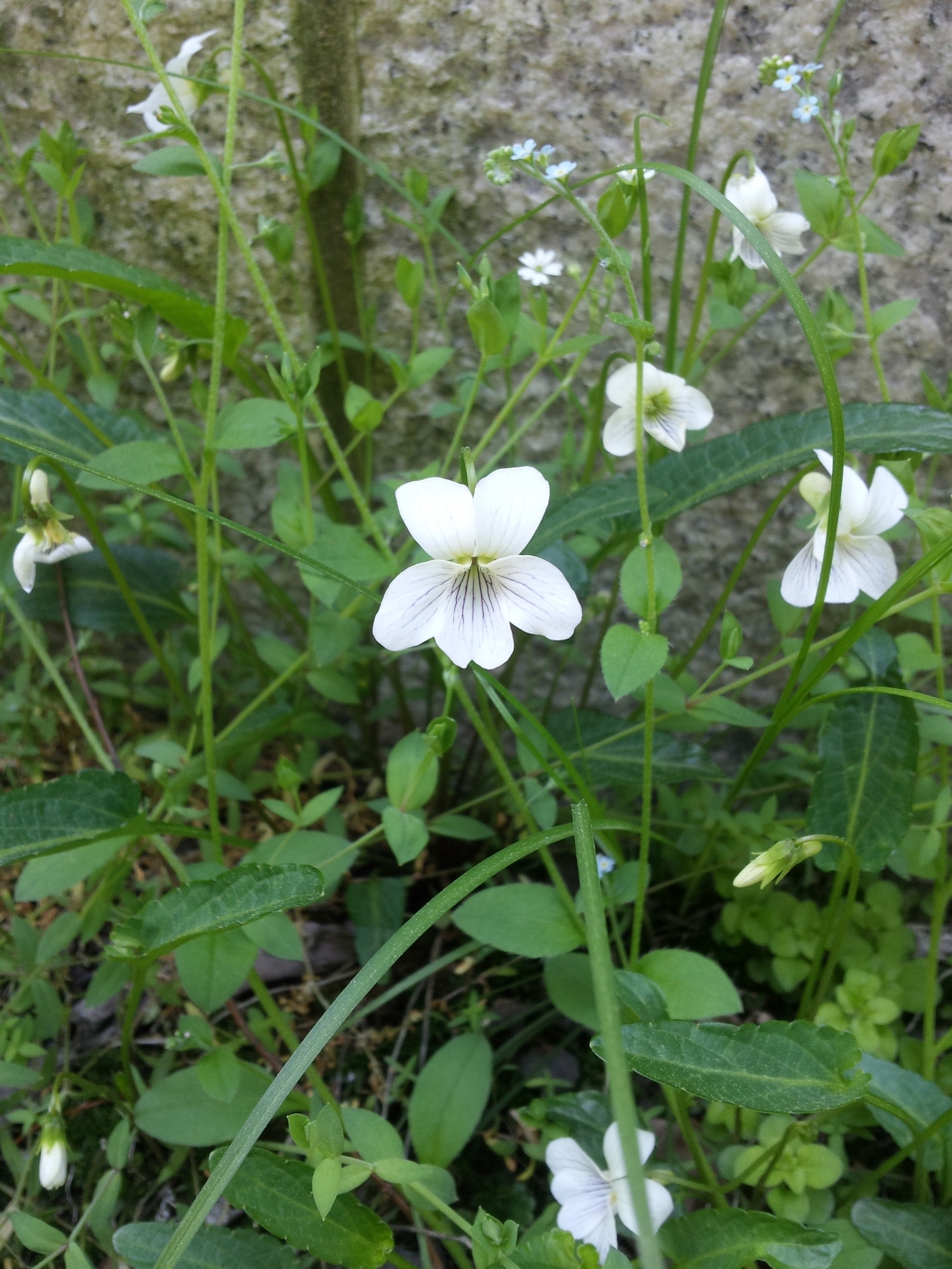 Viola patrinii