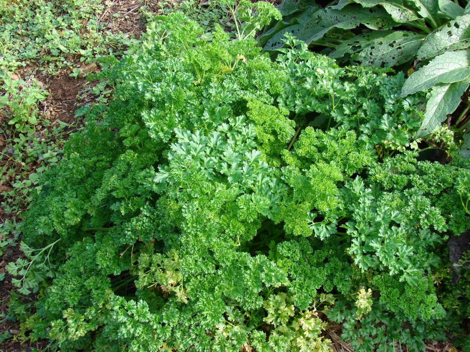 Petroselinum crispum