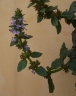 Ajuga nipponensis