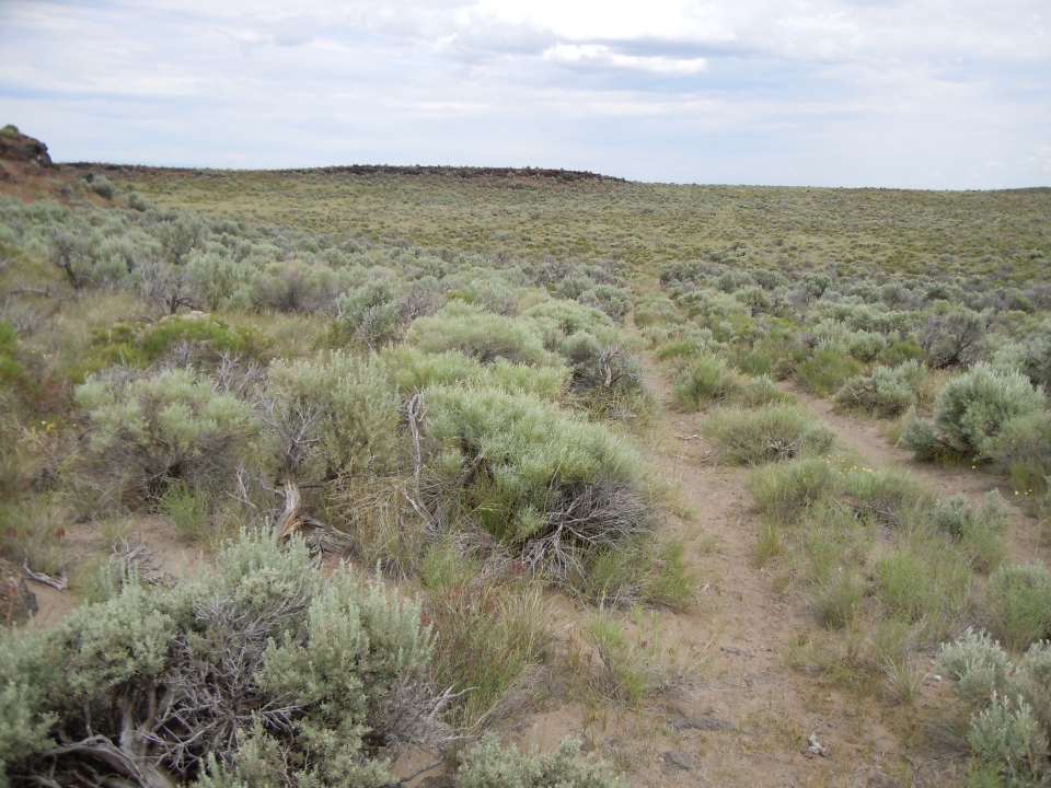 Astragalus ceramicus