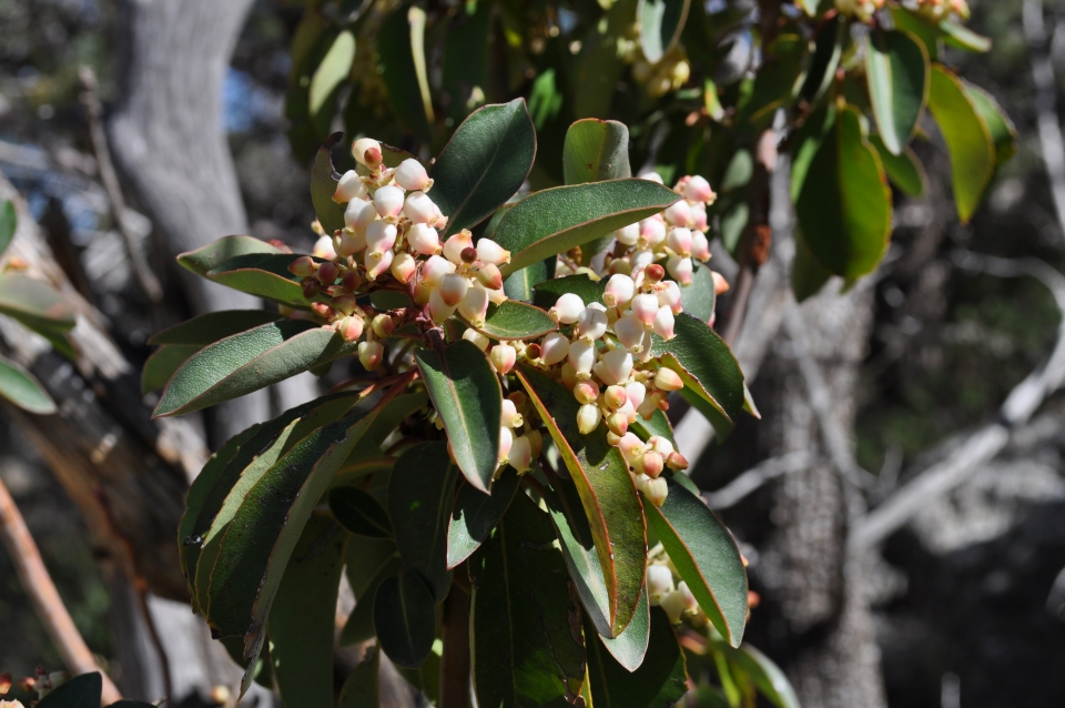 Arbutus xalapensis