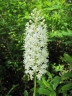 Amianthium muscitoxicum