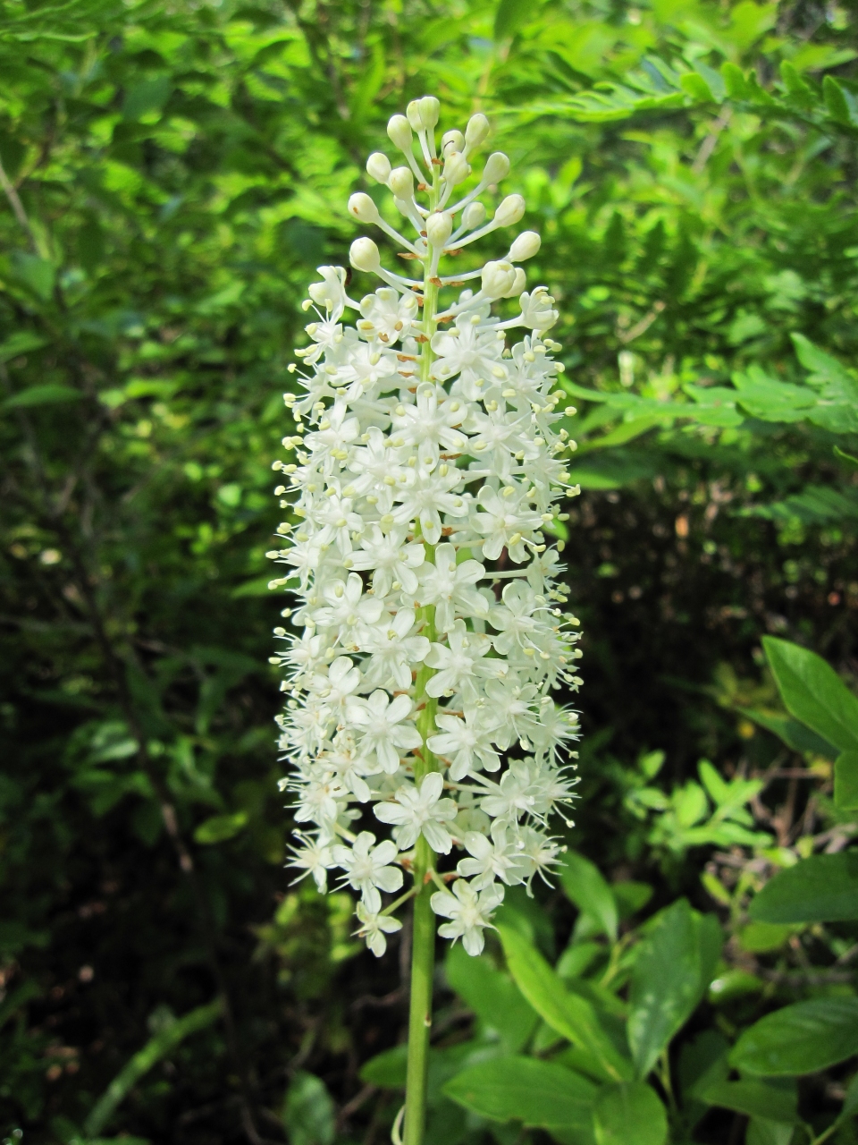 Amianthium muscitoxicum