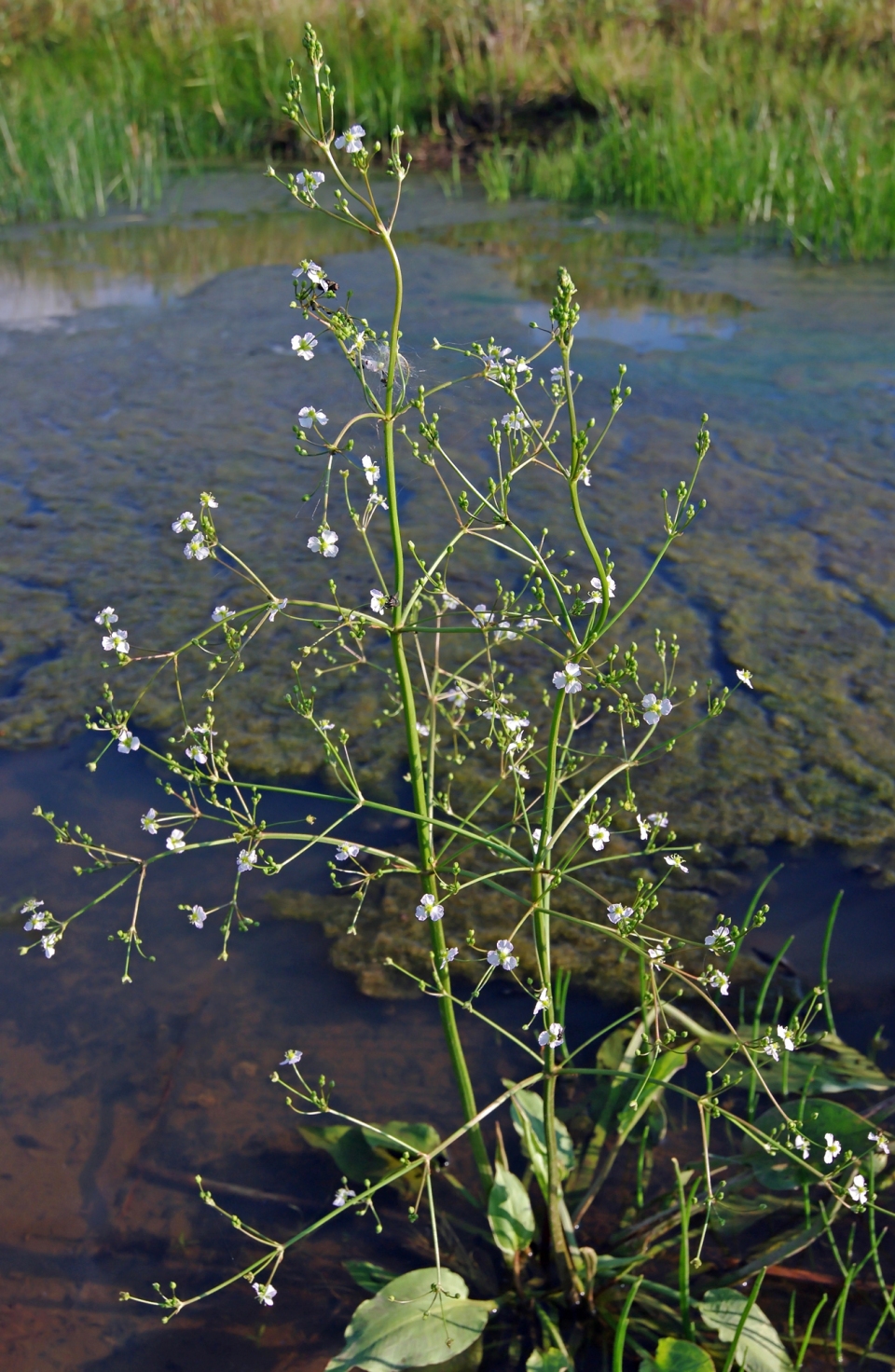 Alisma plantago-aquatica