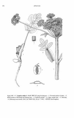 Angelica nitida