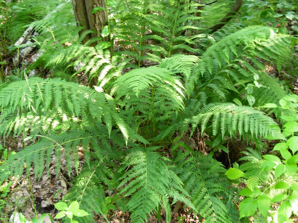 Athyrium filix-femina