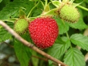 Rubus rosifolius