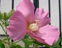 Hibiscus mutabilis