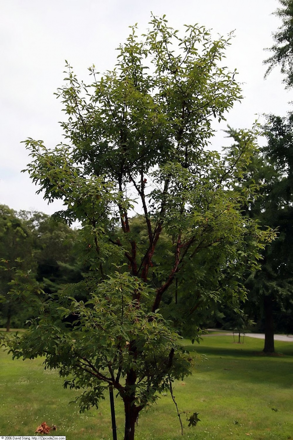 Acer tataricum ginnala