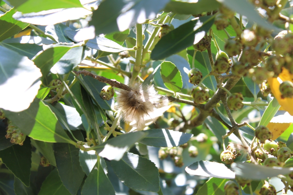 Laurelia sempervirens