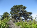 Pinus radiata