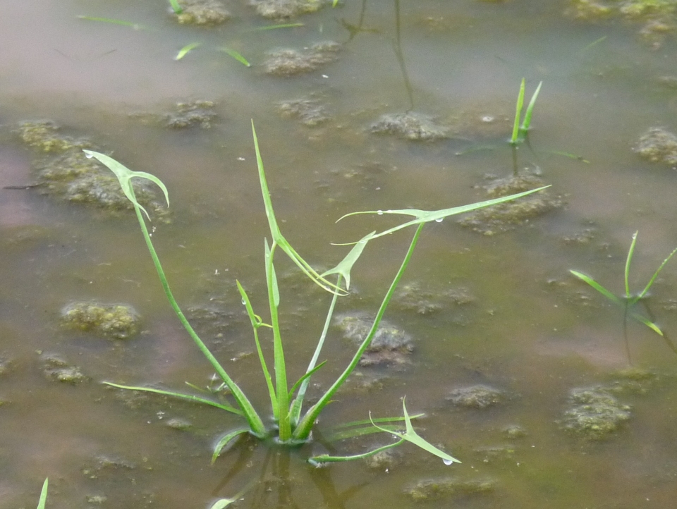 Sagittaria trifolia