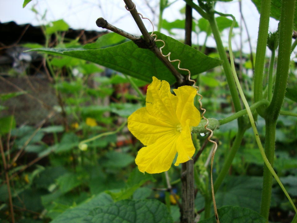 Cucumis sativus