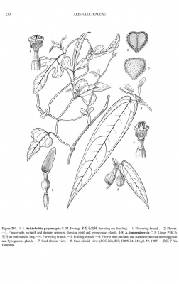 Aristolochia impressinervis