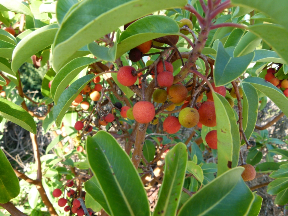 Arbutus andrachne