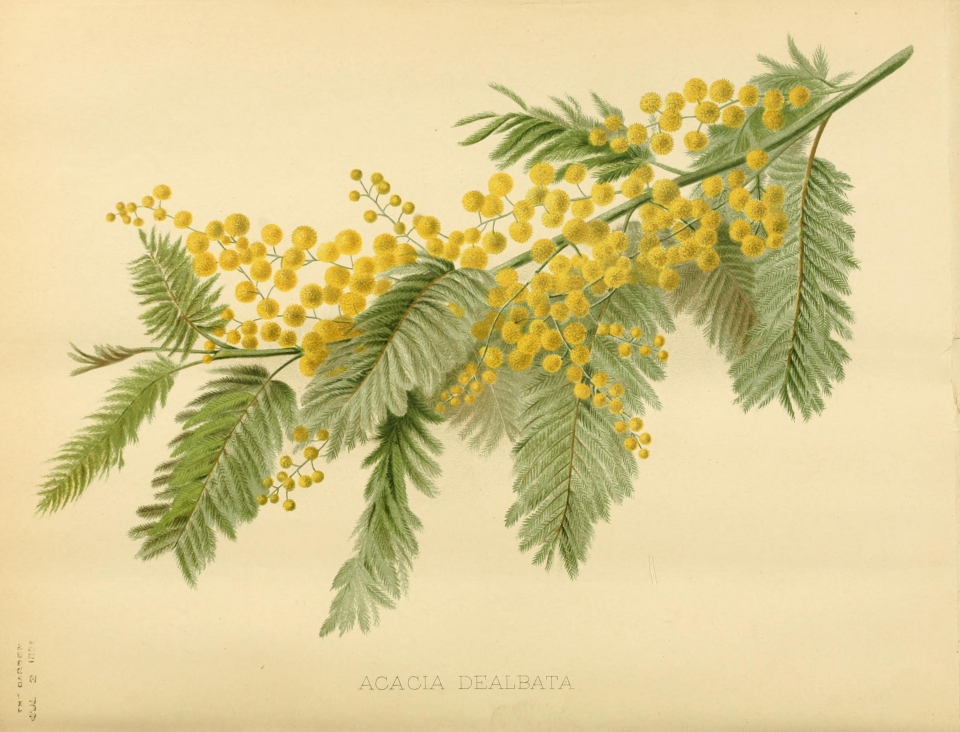 Acacia dealbata