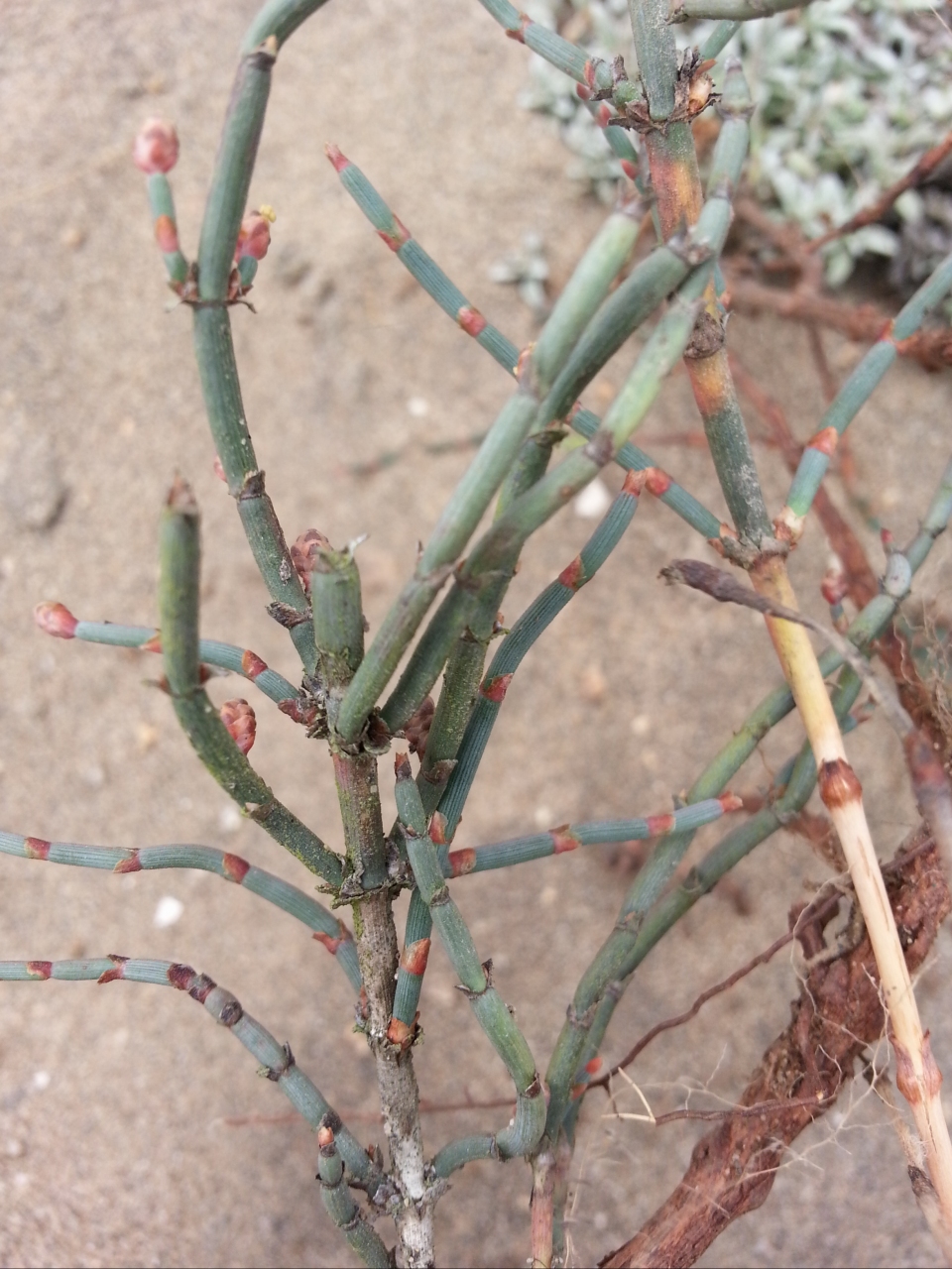 Ephedra americana