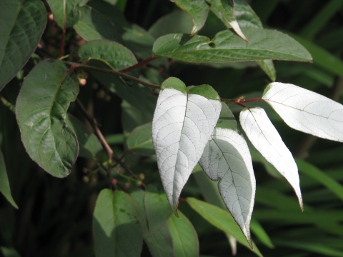 Actinidia maloides